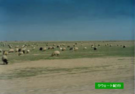 砂漠地帯を走っていると羊の放牧が見られた