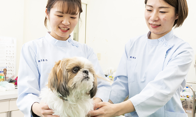 Course in Veterinary Nursing & Animal Welfare