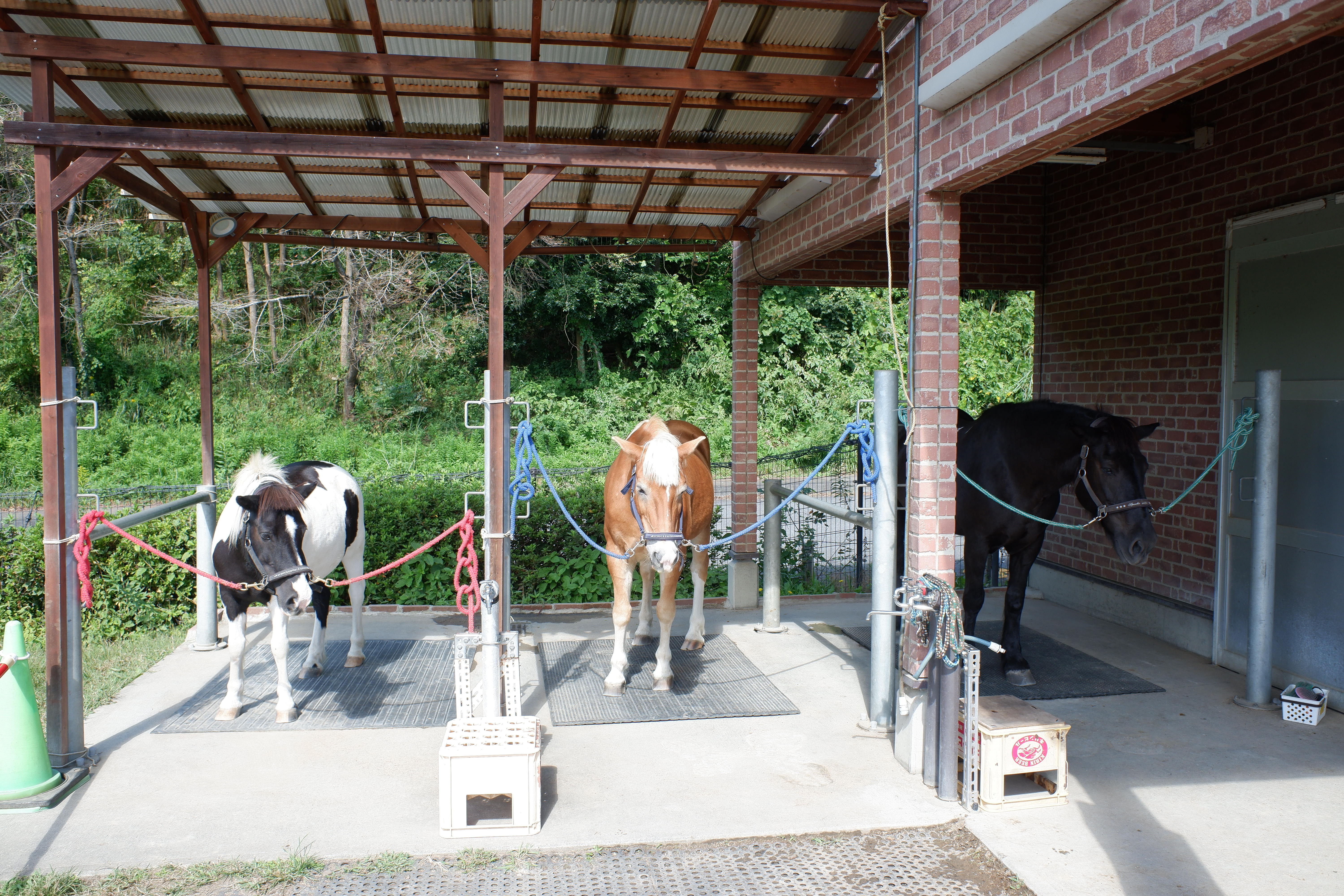 4頭の馬たち