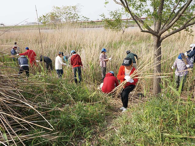 荒川河川敷での調査・環境保全活動(千住) 