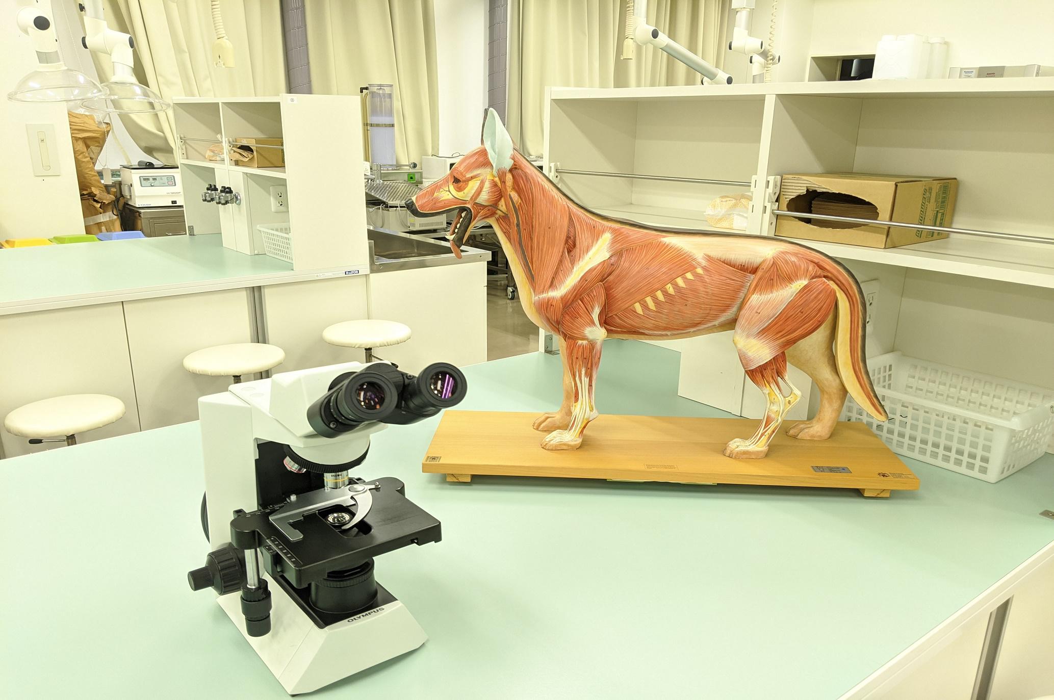 動物形態機能学実習