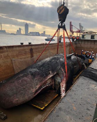 大阪湾に迷入したマッコウクジラ