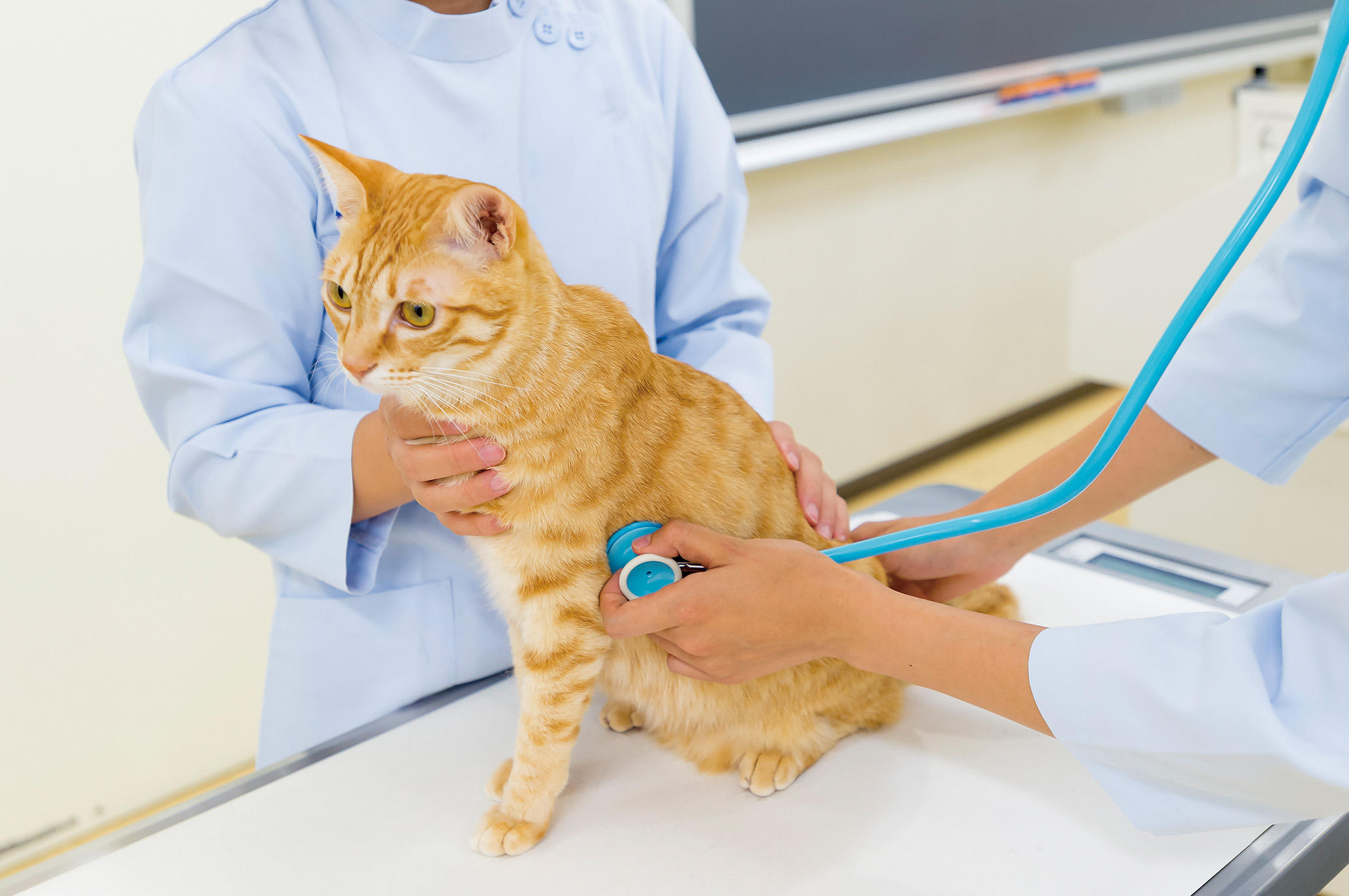 動物内科看護学実習