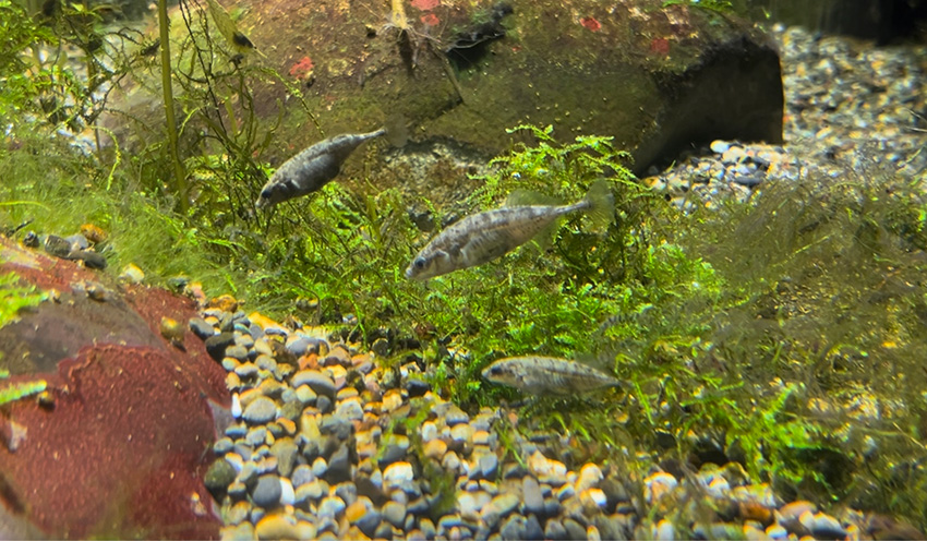 ムサシトミヨ
