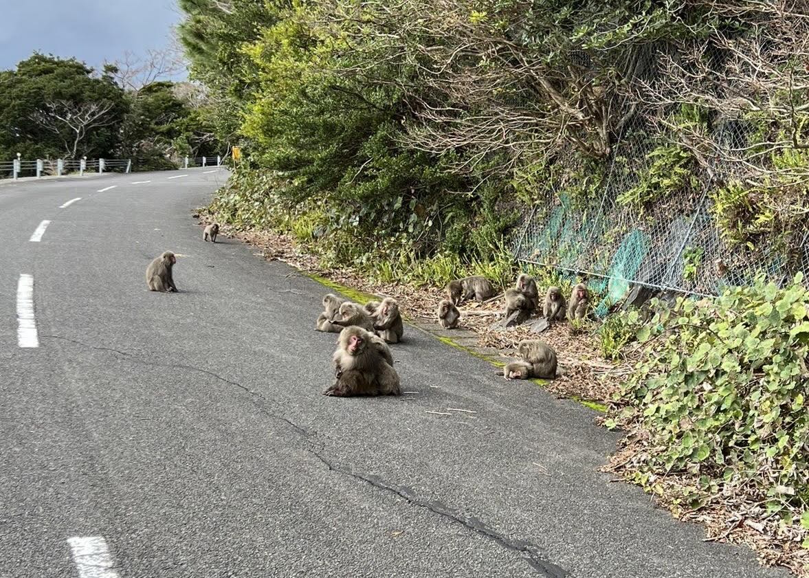 道路上のヤクザル