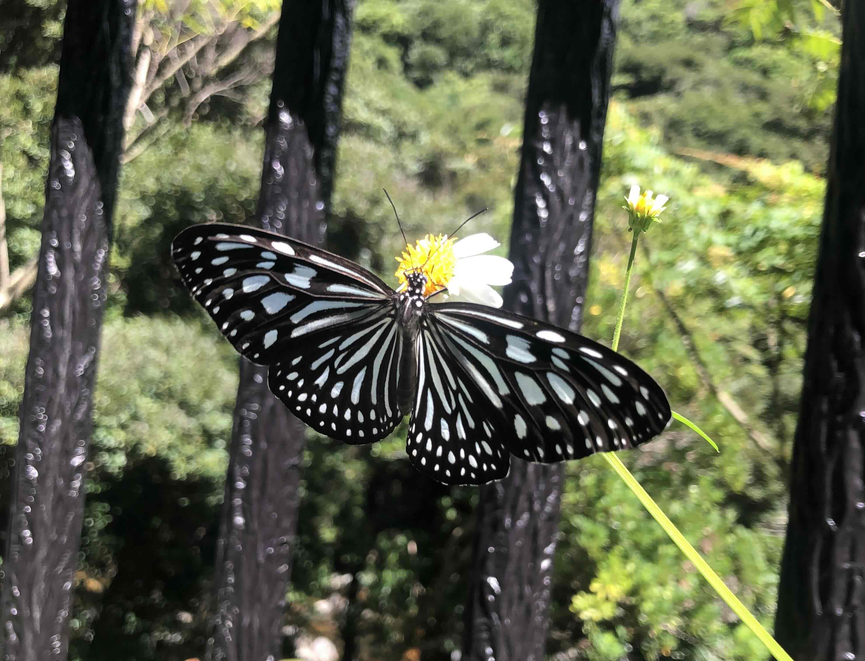 リュウキュウアサギマダラ